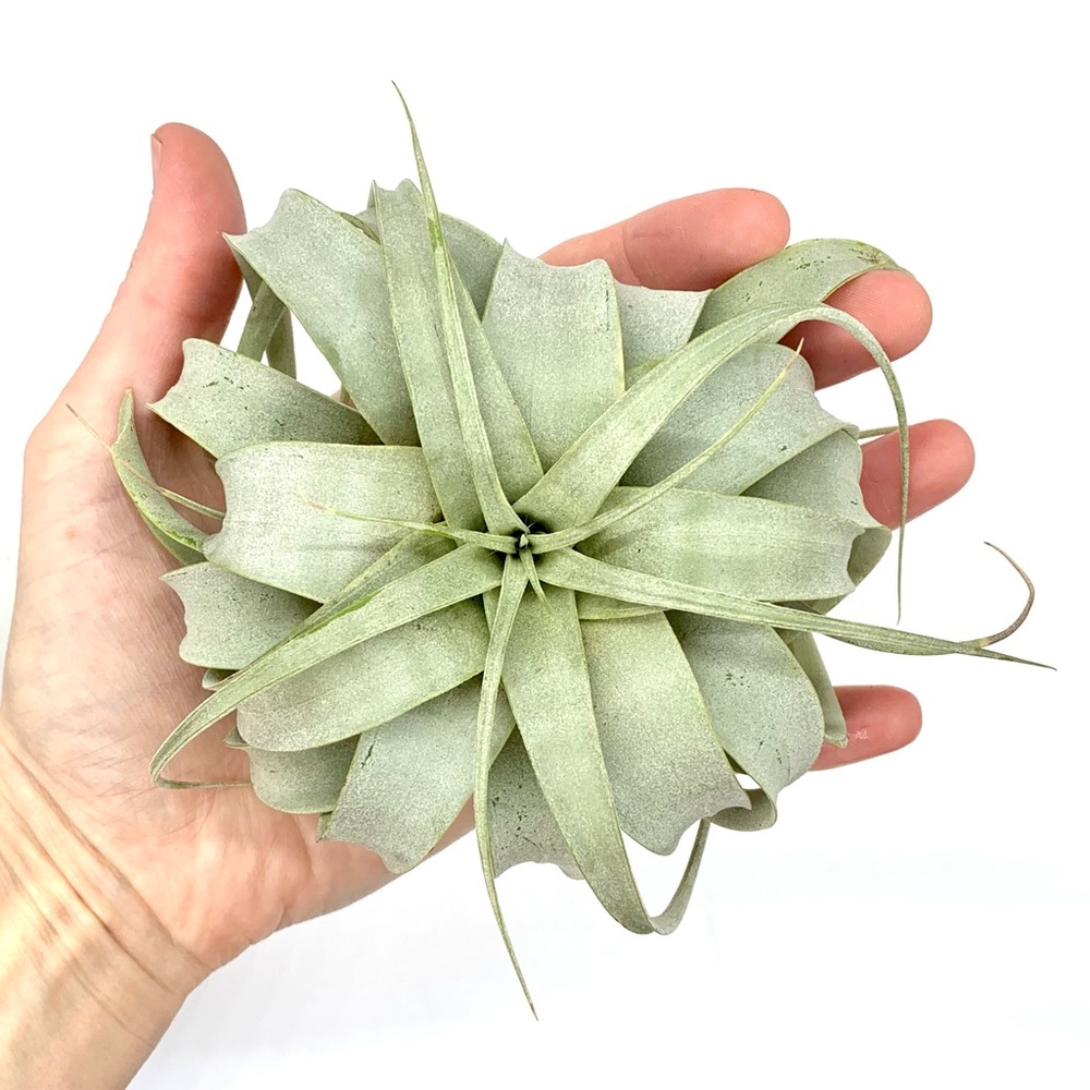 Large Air Plant